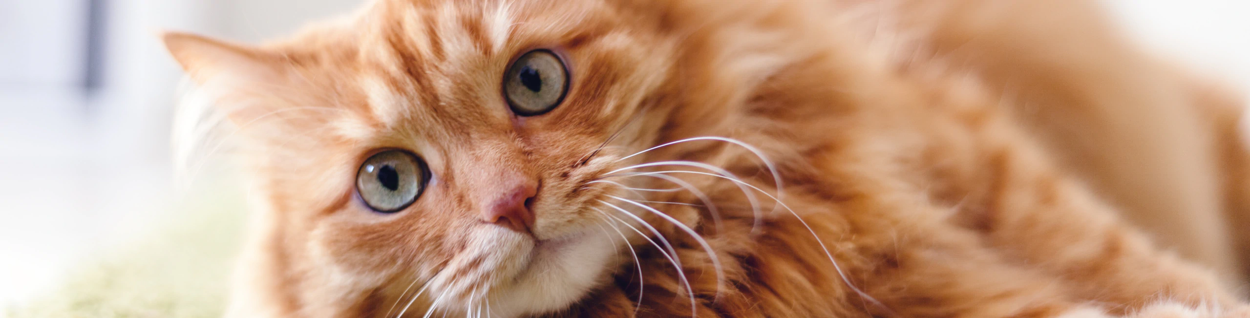 Home_Above_Testimonials Close-up of a fluffy orange tabby cat with green eyes lying down, looking directly at the camera with a curious and relaxed expression.