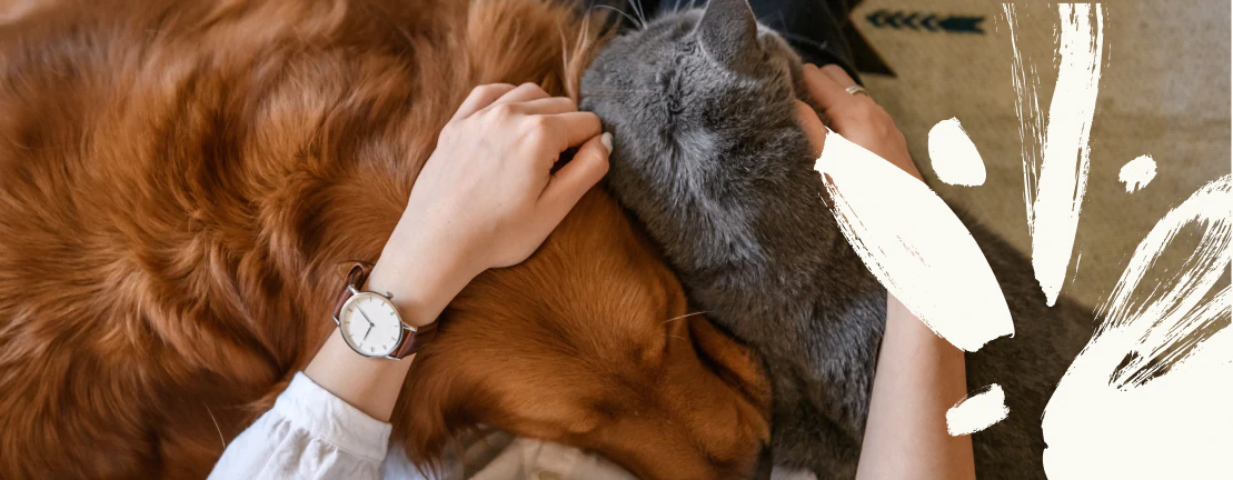Home_Having_A_Pet A person wearing a watch pets a golden retriever and a gray cat as they snuggle together on the floor, with white paint strokes overlaying part of the image.
