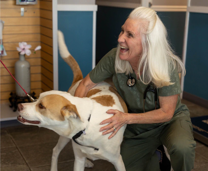 Desktop_Home_Get_To_know A smiling woman in scrubs kneels beside a tan and white dog on a leash indoors, gently holding the dog as it looks away.